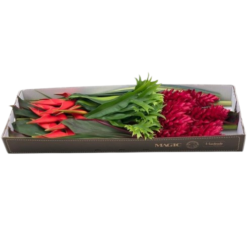 Heliconia fiesta box (ec)
