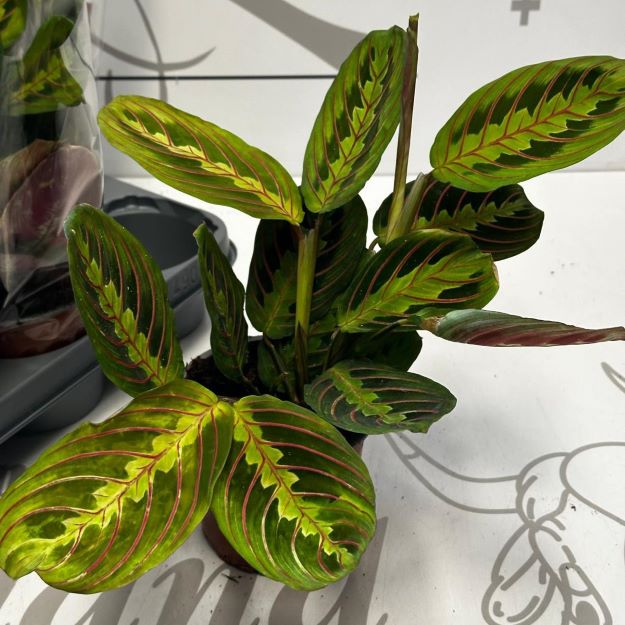 maranta 2