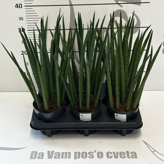 sanseveria spageta