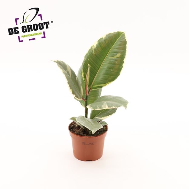Ficus elastica Tineke 12Ø 35cm 1pp