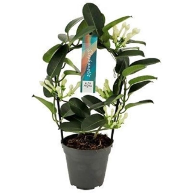 Stephanotis floribunda 12Ø 40cm 34fl