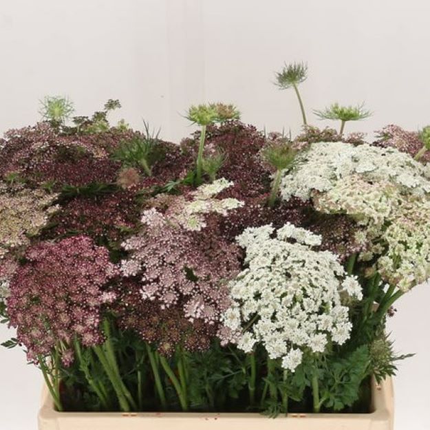 Daucus-Carota-Dara-80cm