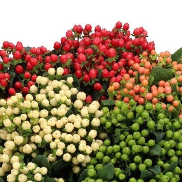 HYPERICUM-MIX-50cm-1