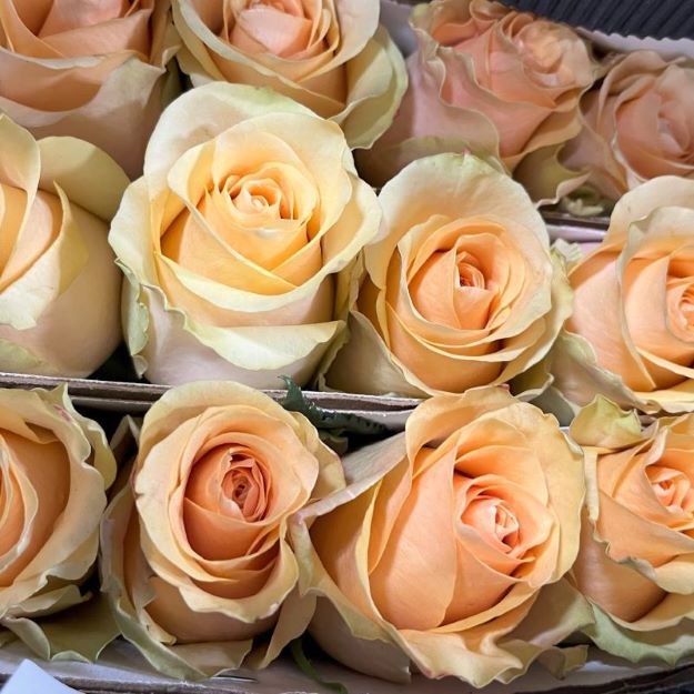 Nectarine-Roses