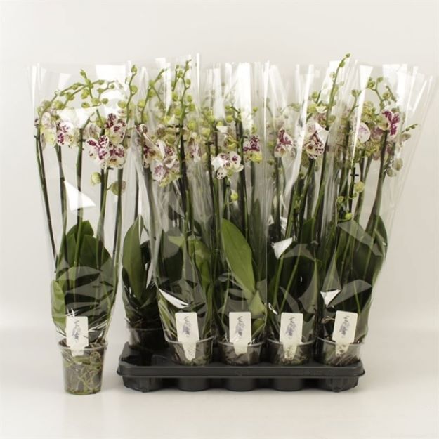 Phalaenopsis 2st