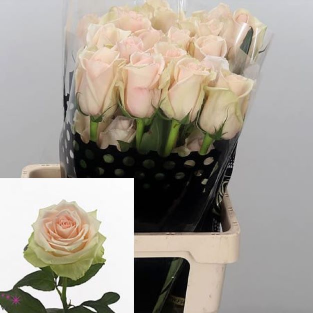 Rose-La-Perla-Ecuador-60cm