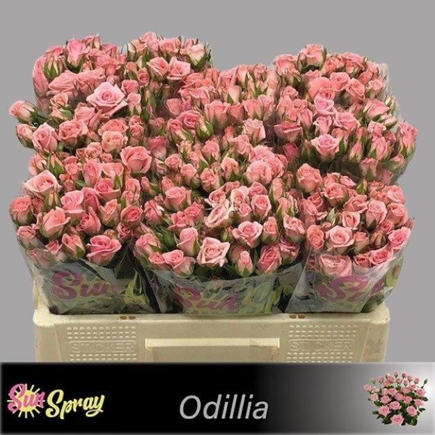Rosa tr odilia 50cm